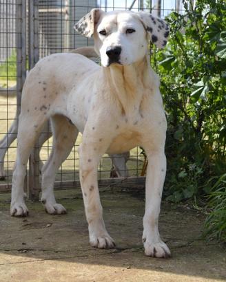 Fergus , cucciolo di 9 mesi da adottare