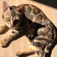 2 Gattini del bengala (maschio e femmina)