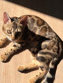 2 Gattini del bengala (maschio e femmina)