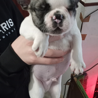 Cuccioli di bulldog francese Toy