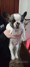 Cuccioli di bulldog francese Toy