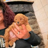 Cuccioli barboncini toy red pedigree enci