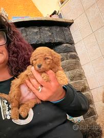 Cuccioli barboncini toy red pedigree enci