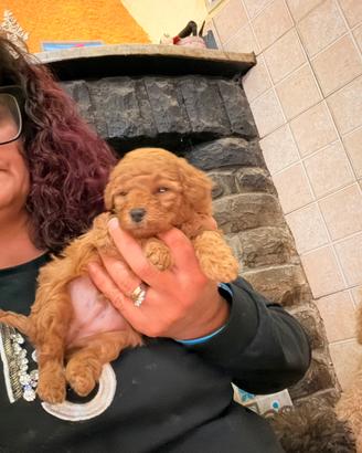 Cuccioli barboncini toy red pedigree enci