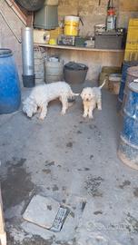 In adozione Cucciolo Lagotto Maschio e Madre
