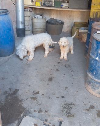 In adozione Cucciolo Lagotto Maschio e Madre