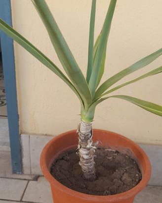  pianta 6 euro 