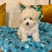 Cane femmina maltese