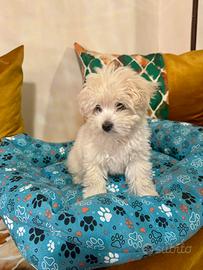 Cane femmina maltese
