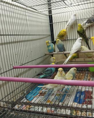 Pappagallini cocorite