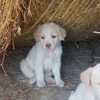 Cuccioli di cane
