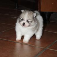 Cuccioli di spitz tedesco nano