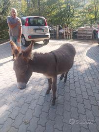 Asinello