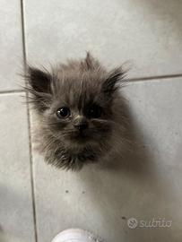 Gatti persiani