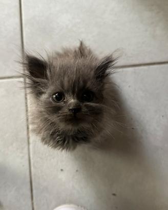Gatti persiani