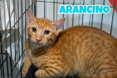 Arancino gattino rosso di 4 mesi