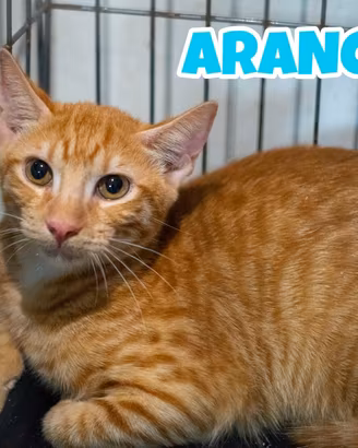 Arancino gattino rosso di 4 mesi