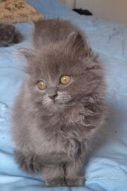 Cuccioli British Blue Longhair