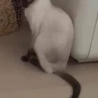 Siamese gattino purissima razza