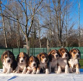 Beagle con pedigree ed Affisso Enci