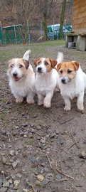 Cucciolone di Jack Russell