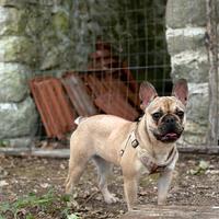 Bouldog francese