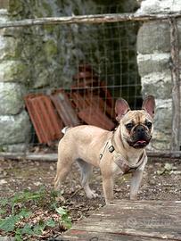 Bouldog francese