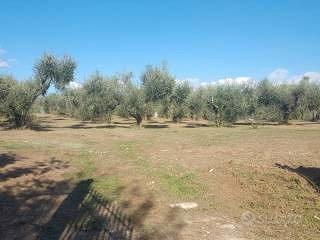 Terreno Il Contadino - Vista 2