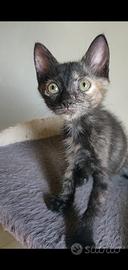 Kayra gattina 2 mesi