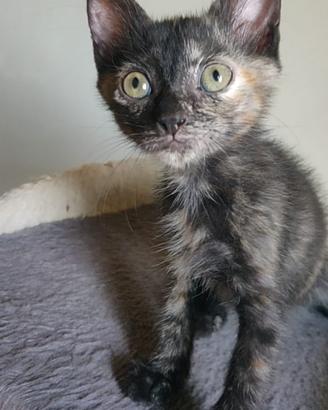 Kayra gattina 2 mesi
