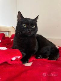 Amaia gattina nera