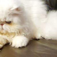 Persiano ipertipico puro