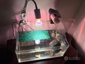 Tartarughe d'acqua con acquario completo