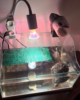 Tartarughe d'acqua con acquario completo