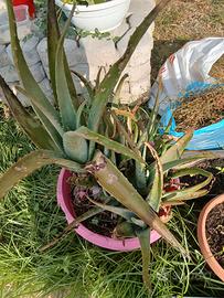 aloe vera