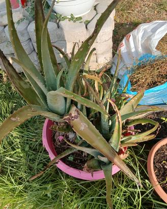 aloe vera