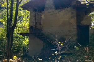 Rustico e tereno alberato