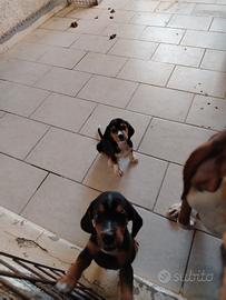 Cani da caccia