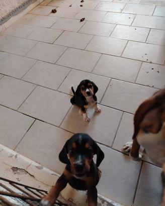 Cani da caccia