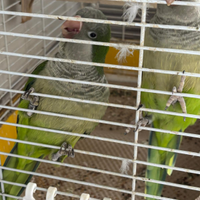 Coppia di parrocchetti monaco