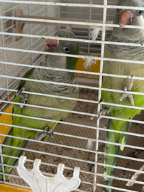 Coppia di parrocchetti monaco