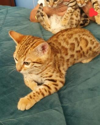 Cucciole Bengala