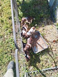 Cuccioli da tartufo springer pedigree