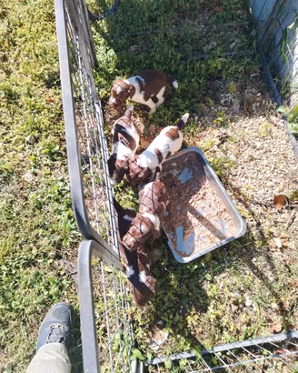 Cuccioli da tartufo springer pedigree
