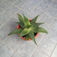 pianta aloe