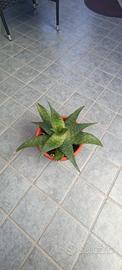 pianta aloe