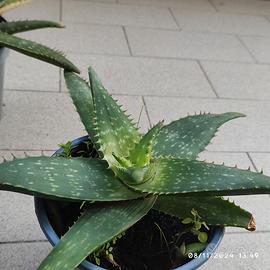 Piantine di Aloe Vera