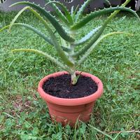 Aloe Arborescens - 2 anni