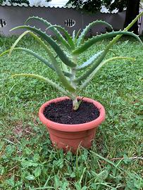 Aloe Arborescens - 2 anni