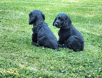 Cuccioli di Cocker